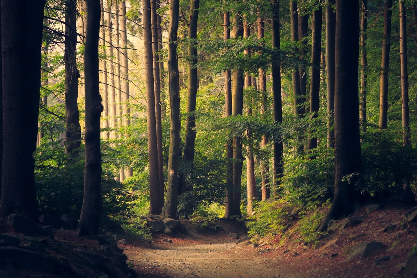 綠意濃密的森林步道